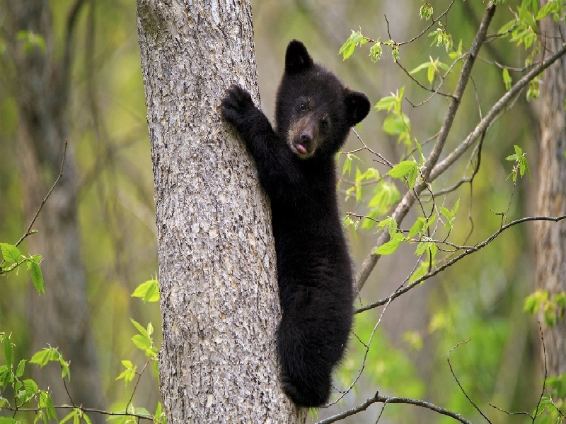 珠海台湾试管知乎（试管囊胚有形状）